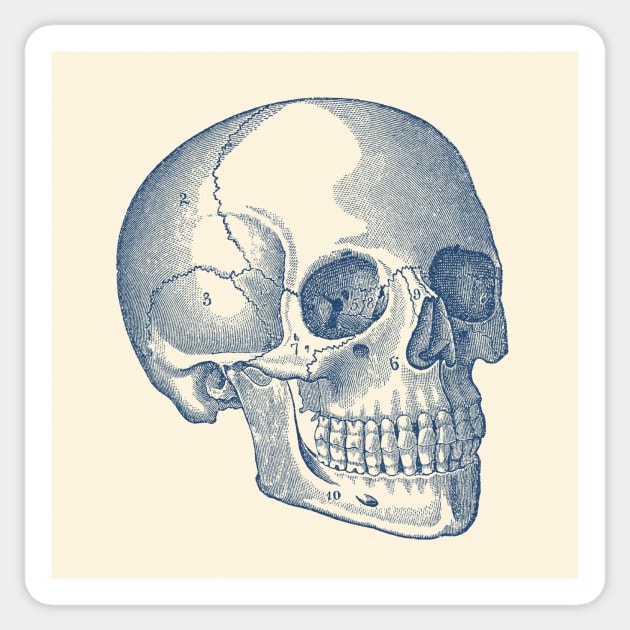 Human Skull Diagram - Vintage Anatomy Print Sticker by Vintage Anatomy Prints